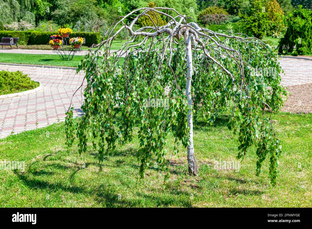 Piangente betulla argentata nel parco . Albero che cresce con rami in giù . Parco urbano primaverile Foto Stock