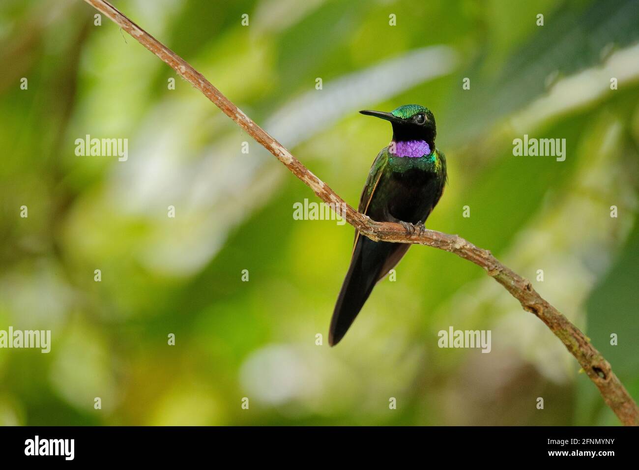 Brillante, Heliodoxa schreibersii, ritratto di dettaglio di colibrì provenienti dall'Ecuador e dal Perù. Uccello tinny lucido, piumaggio verde e viola. TR Foto Stock