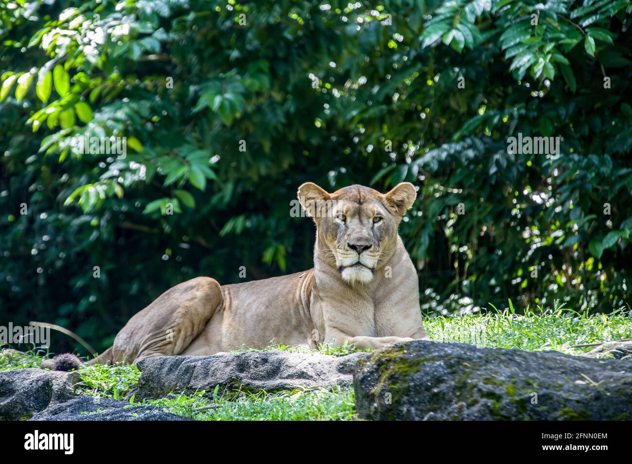 La foto closeup di Leone africano (Panthera leo) è un gatto muscoloso e profondo con una testa corta e arrotondata, un collo ridotto e orecchie rotonde, Foto Stock