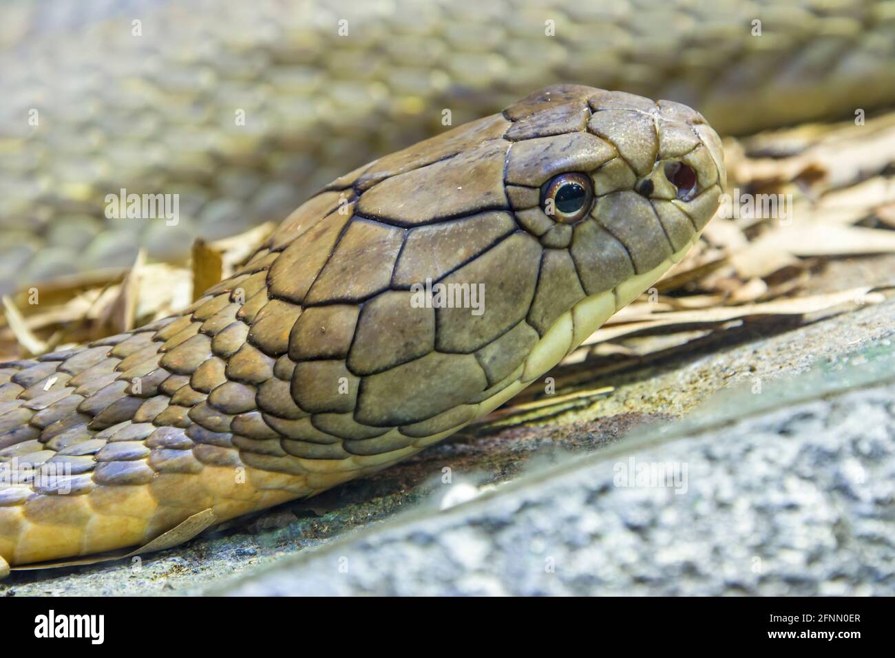 La cobra del re (Ophiophagus hannah) è un grande endemico elapide alle foreste dall'India attraverso l'Asia sudorientale. È il serpente venoso più lungo del mondo. Foto Stock