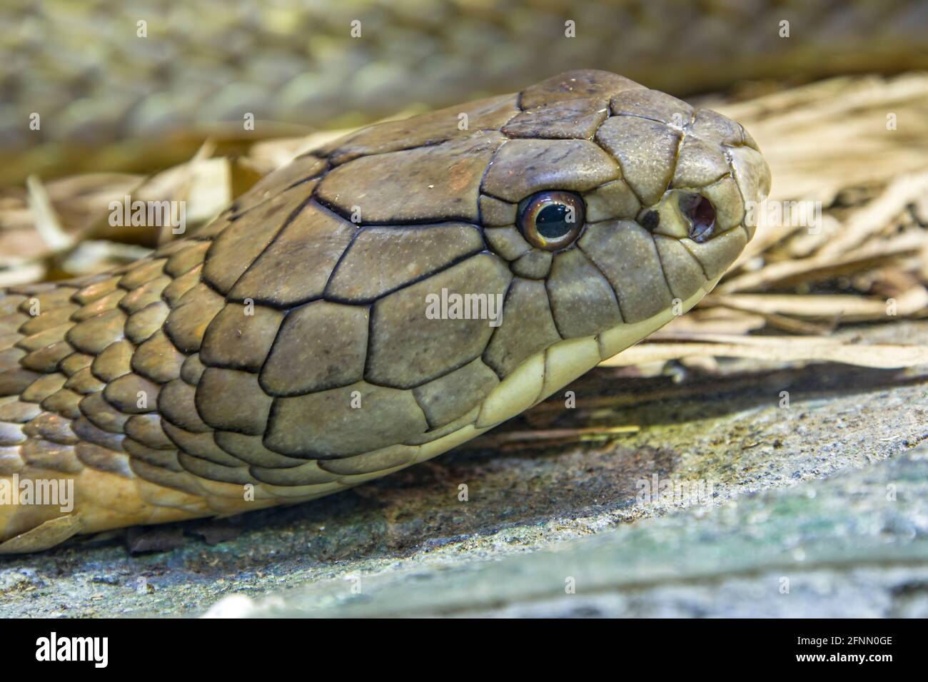 La cobra del re (Ophiophagus hannah) è un grande endemico elapide alle foreste dall'India attraverso l'Asia sudorientale. È il serpente venoso più lungo del mondo. Foto Stock