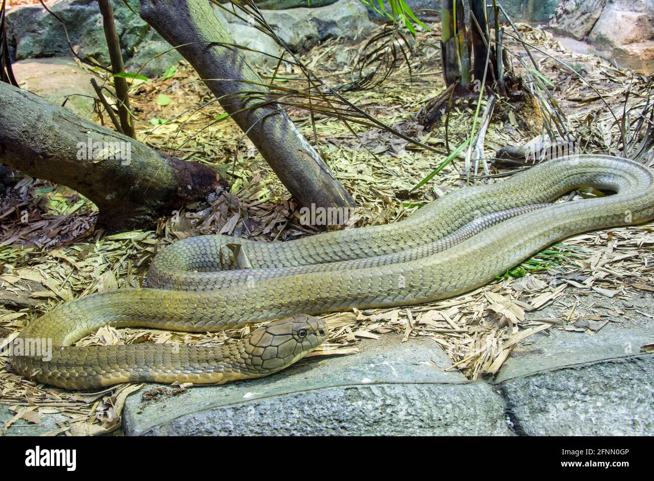 La cobra del re (Ophiophagus hannah) è un grande endemico elapide alle foreste dall'India attraverso l'Asia sudorientale. È il serpente venoso più lungo del mondo. Foto Stock