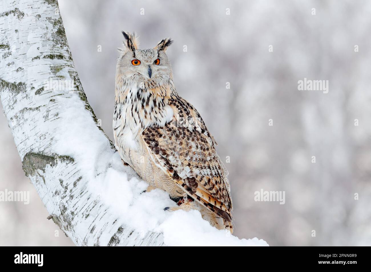 Scena invernale con Big Eastern Siberian Eagle Owl, Bubo bubo sibiricus, seduto nella betulla con neve nella foresta. Foto Stock
