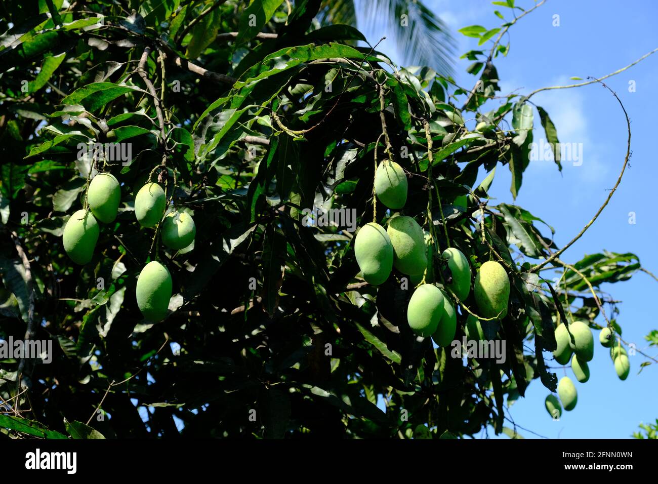 Indonesia Isole Anambas - albero di mango con frutta - Mangifera indica Foto Stock