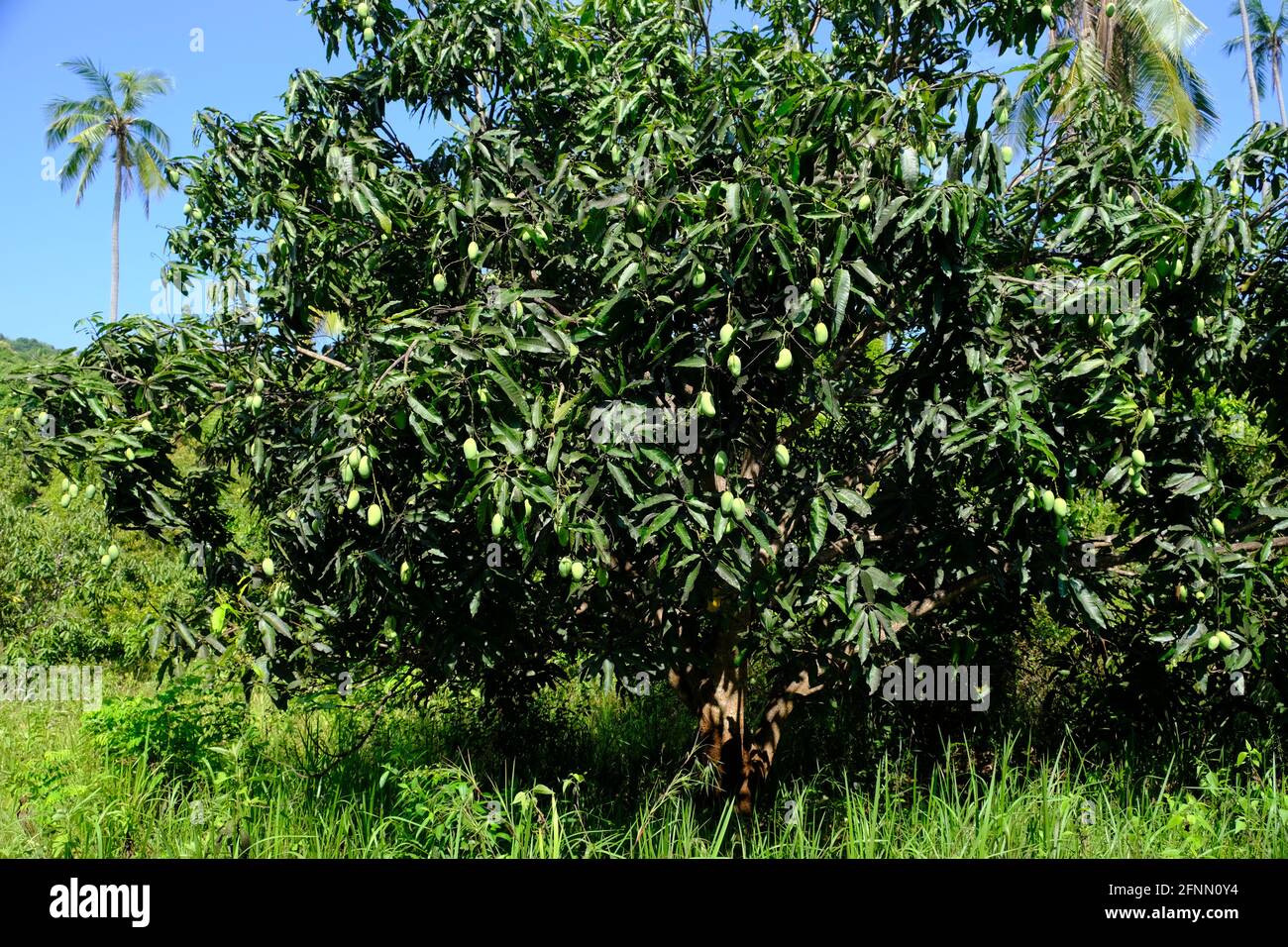 Indonesia Isole Anambas - albero di mango con frutta - Mangifera indica Foto Stock