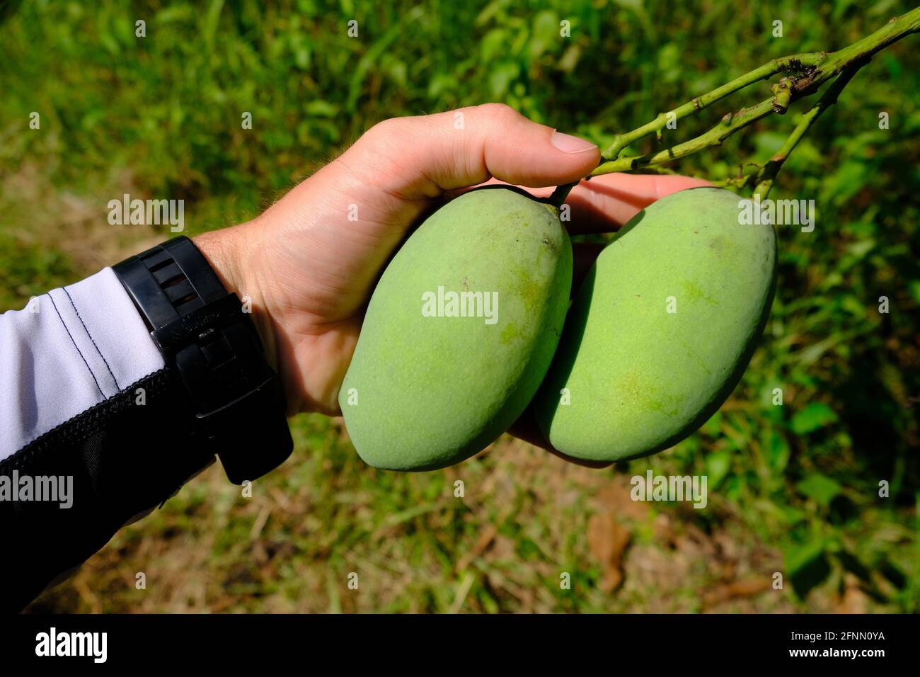 Indonesia Isole Anambas - Mango frutta in mano - Mangifera indica Foto Stock