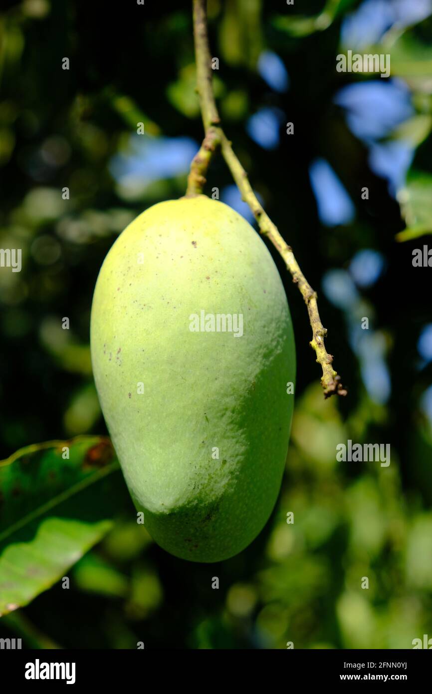 Indonesia Isole Anambas - Mango Fruit - Mangifera indica Foto Stock