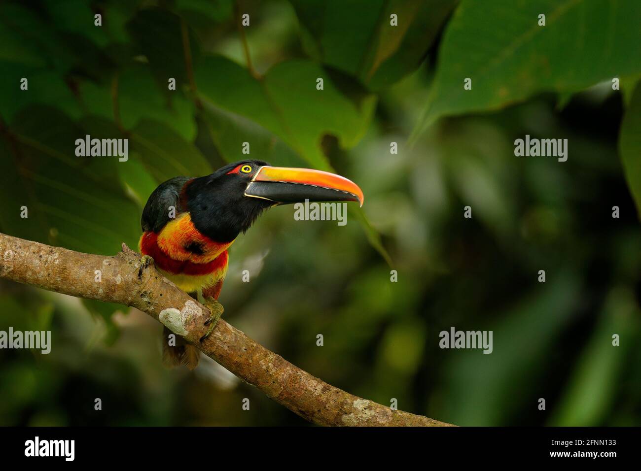 Aracari fatturati a fuoco, Pteroglossus frantzii, uccello con grande fattura. Toucan seduto sul ramo nella foresta, Boca Tapada, Laguna de Lagarto Lodge, Cos Foto Stock