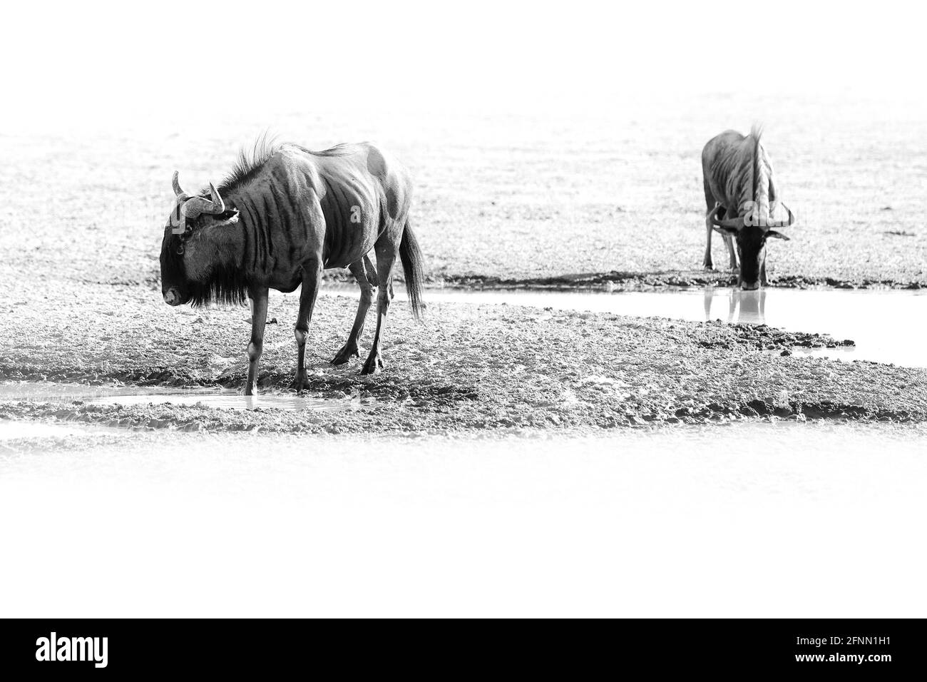 Lotta Wildebeest. Blue wildebeest, Connochaetes taurinus, sul prato, grande animale nell'habitat naturale in Botswana, Africa. Foto Stock