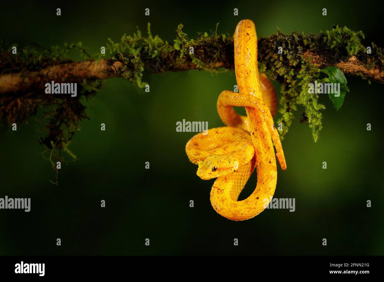 Pericolo di veleno Viper serpente dal Costa Rica. Palma gialla di Eyelash Pitviper, Bothriechis schlegeli, su fiore rosso selvaggio. Scena della fauna selvatica dalla foresta tropicale. Foto Stock