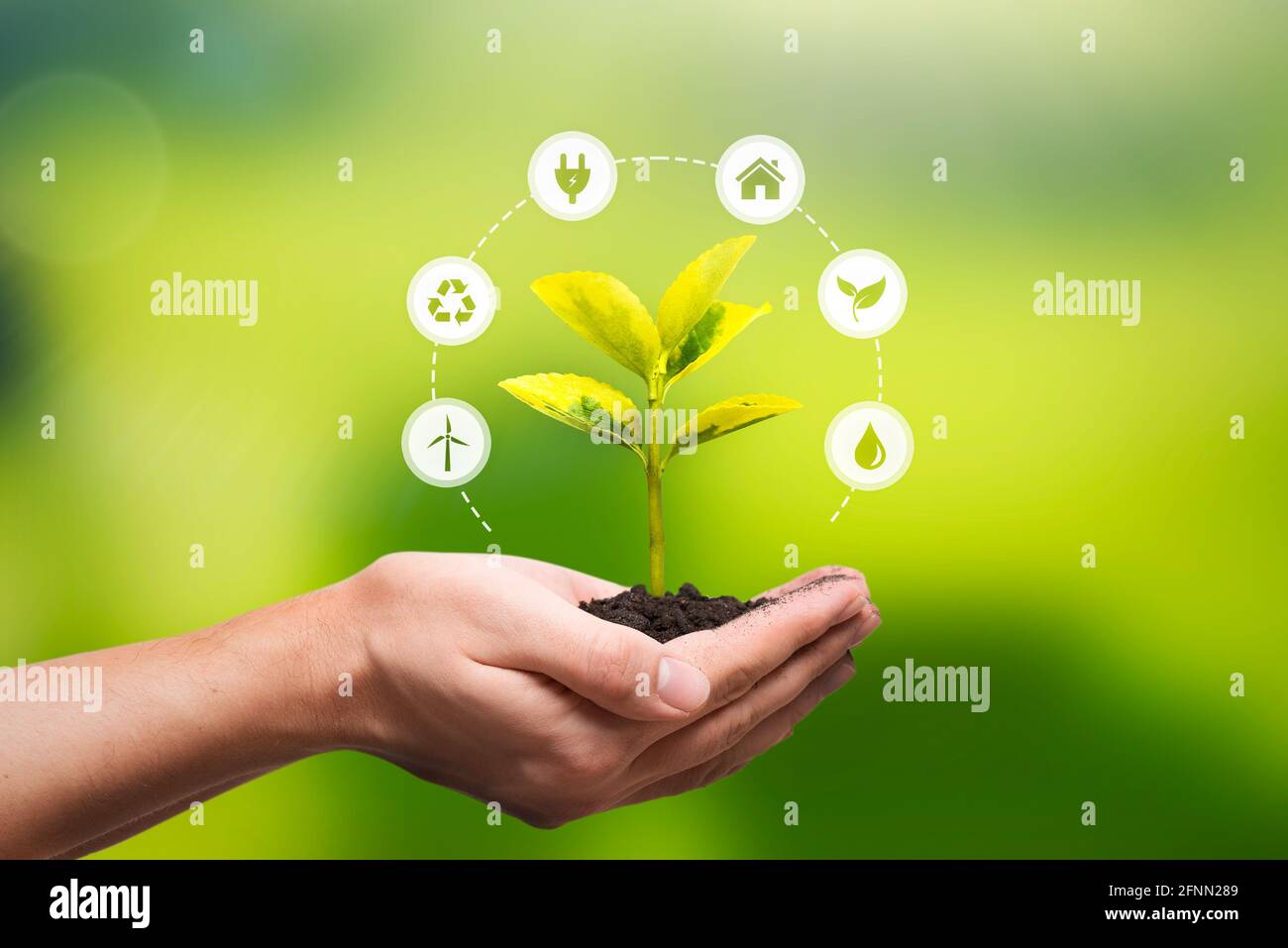 Protezione dell'ambiente, fonti energetiche rinnovabili e sostenibili. Pianta che cresce nel concetto di bulbo Foto Stock