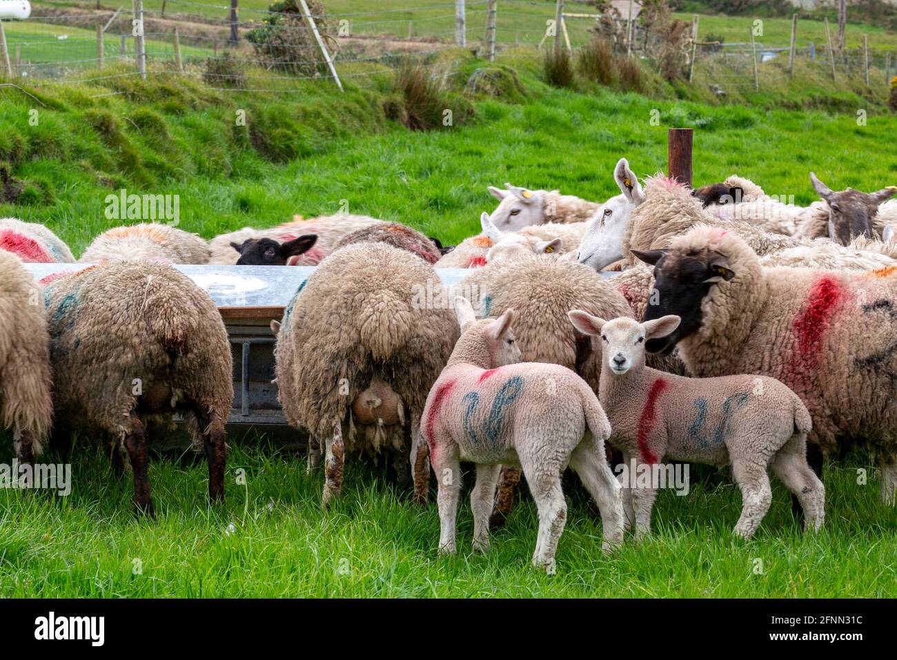 Pecora e agnelli ad un alimentatore del greppio della pecora in Portmagee, contea di Kerry, Irlanda Foto Stock