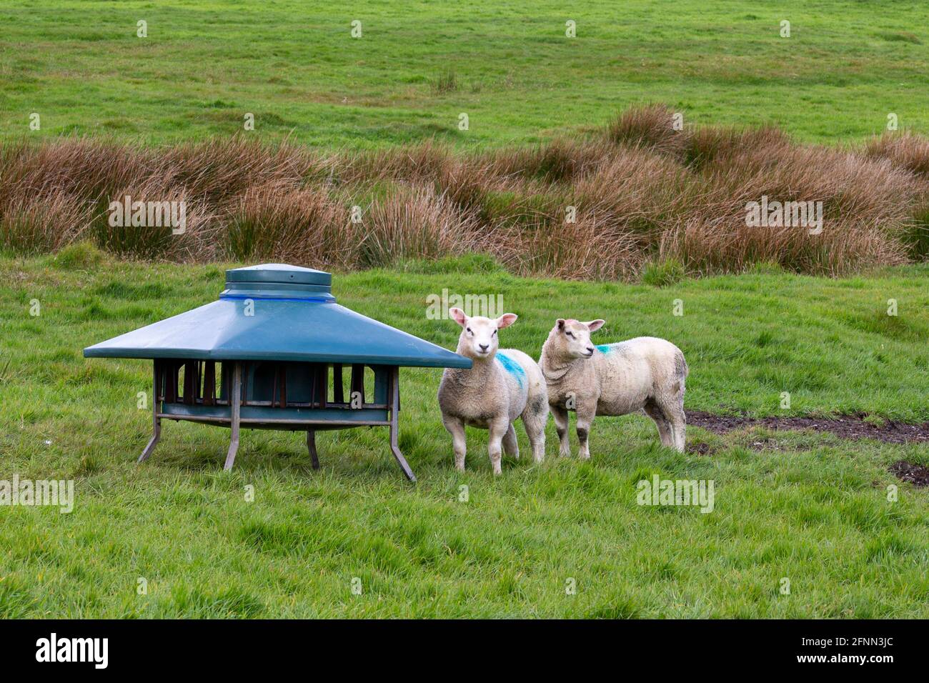 Pecora e agnelli ad un alimentatore del greppio della pecora in Portmagee, contea di Kerry, Irlanda Foto Stock