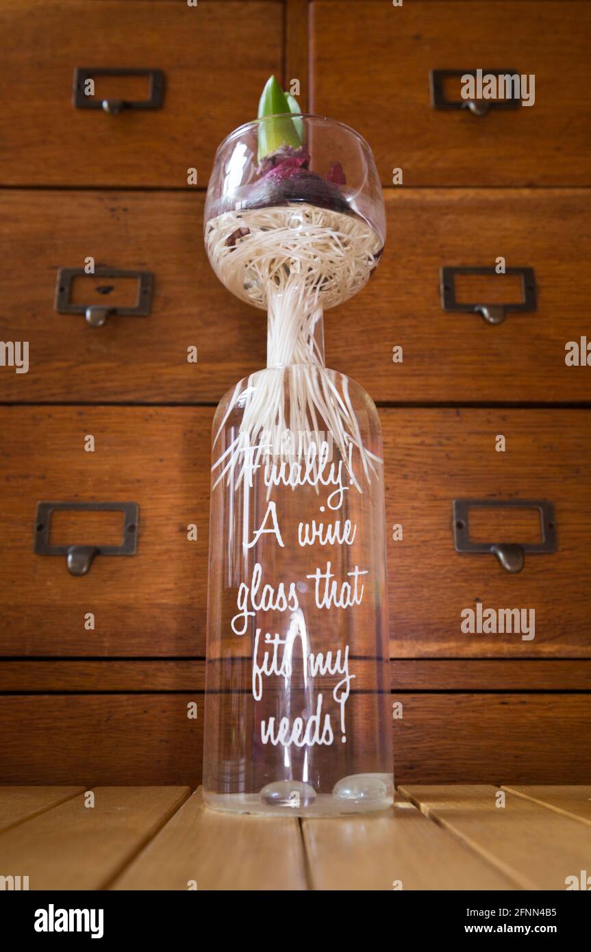 Bulbo di giacinto cresciuto in vaso d'acqua, sviluppando radici crescenti in tempo per fiore di primavera / fiori / fioritura. Il vaso è in realtà un wineglass con la capacità di una bottiglia piena ed è inscritto con lo slogan 'finalmente un bicchiere di vino che si adatta alle mie esigenze'. L'uso del bicchiere di vino come vaso potrebbe comportare la spossatura dell'alcol da parte del proprietario. UK (115) Foto Stock