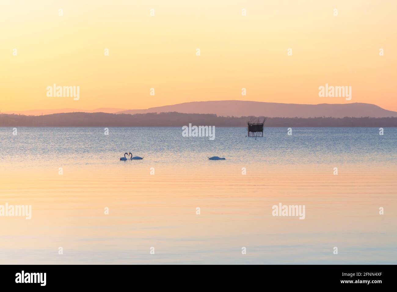 Due cigni formano un cuore con il collo su Lough Neagh, Irlanda Foto Stock