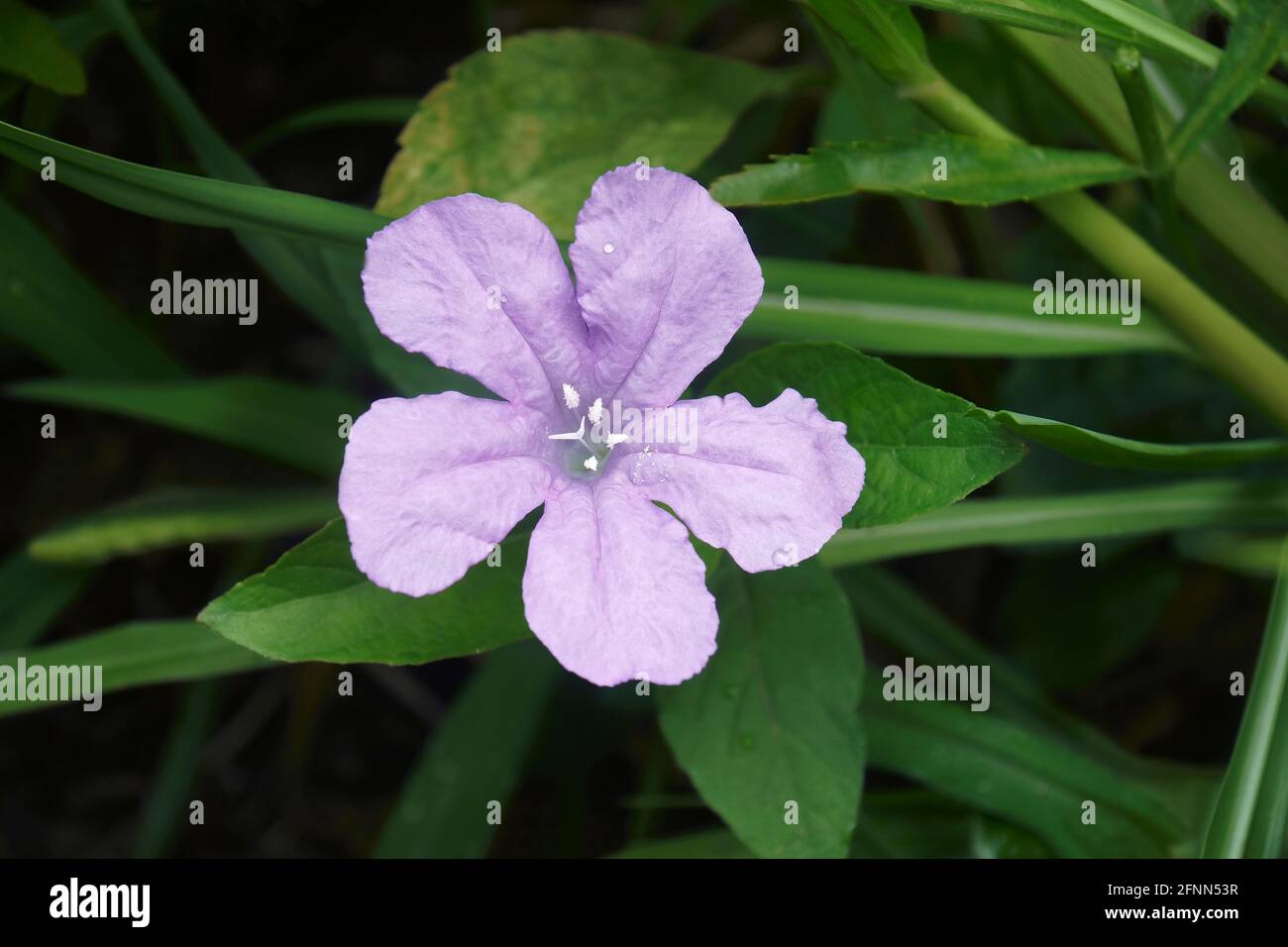 Petunia selvatica di Britton (Ruellia simplex). Chiamato petunia messicana e bluebell messicano anche. Un altro nome scientifico è Ruellia brittoniana Foto Stock