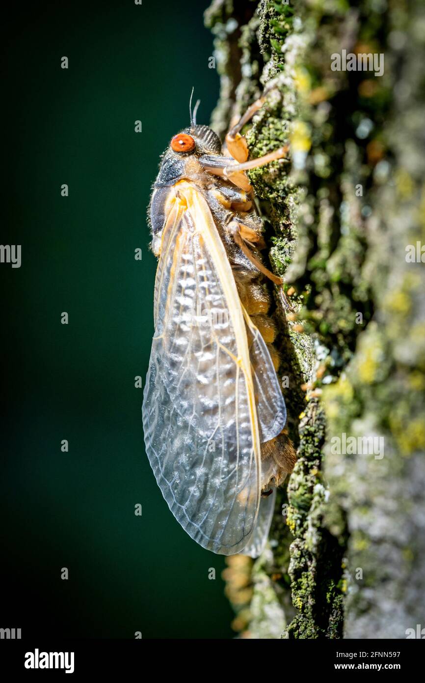 Una cicada di 17 anni dagli occhi rossi completa la sua trasformazione, aggrappata alla corteccia ruvida e mussosa di un albero nei boschi della Virginia. Foto Stock