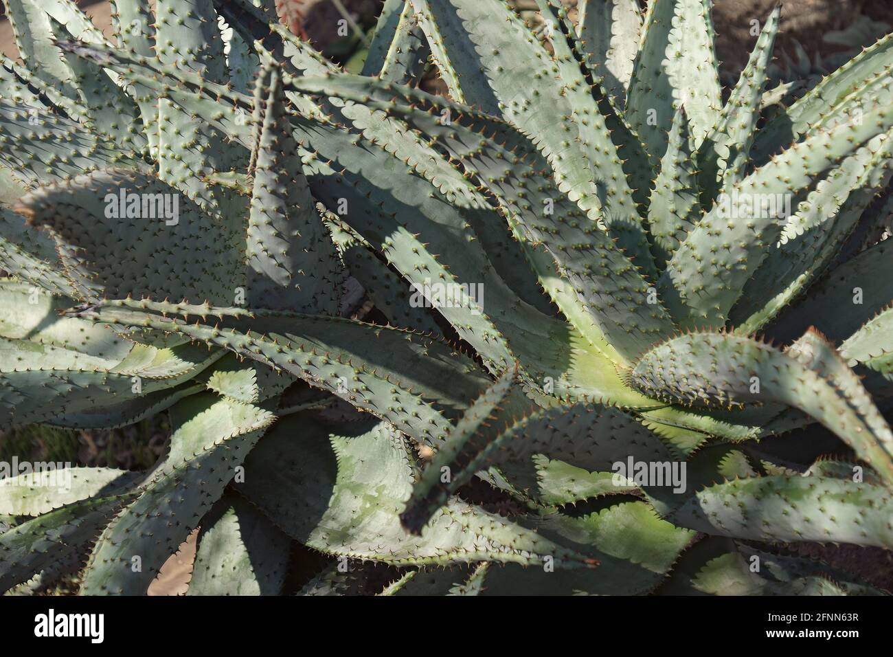 Aloe di montagna (Aloe marlotii). Chiamato aloe piatto-fiorito anche. Foto Stock