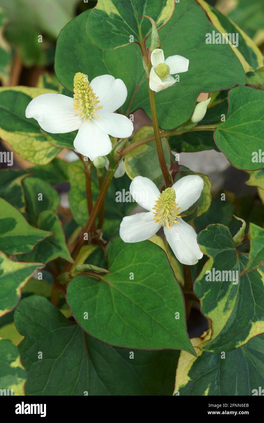 Menta di pesce (Houttuynia cordata). Chiamato foglia di pesce, pianta arcobaleno, pianta di Chameleon, foglia di cuore, erba di pesce e coda di lucertola cinese anche Foto Stock