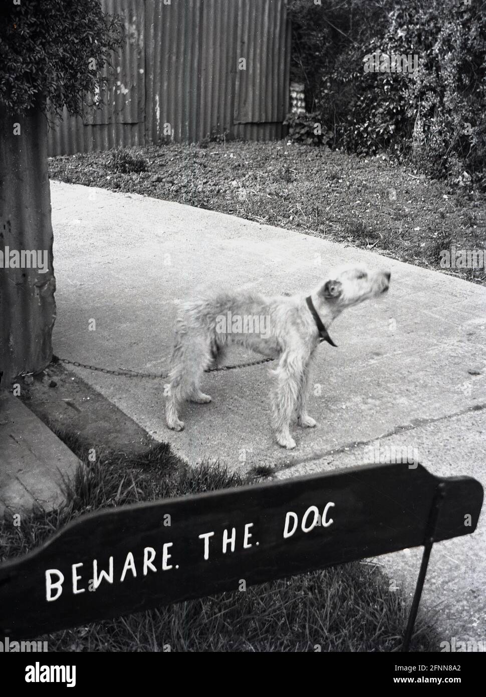 1954, storico, piccolo cane su una catena legata all'angolo di una capanna di metallo corrugato e la lettura di cartelli in legno, ATTENZIONE. IL. CANE, forse in una RAF o vecchia base dell'esercito. Foto Stock