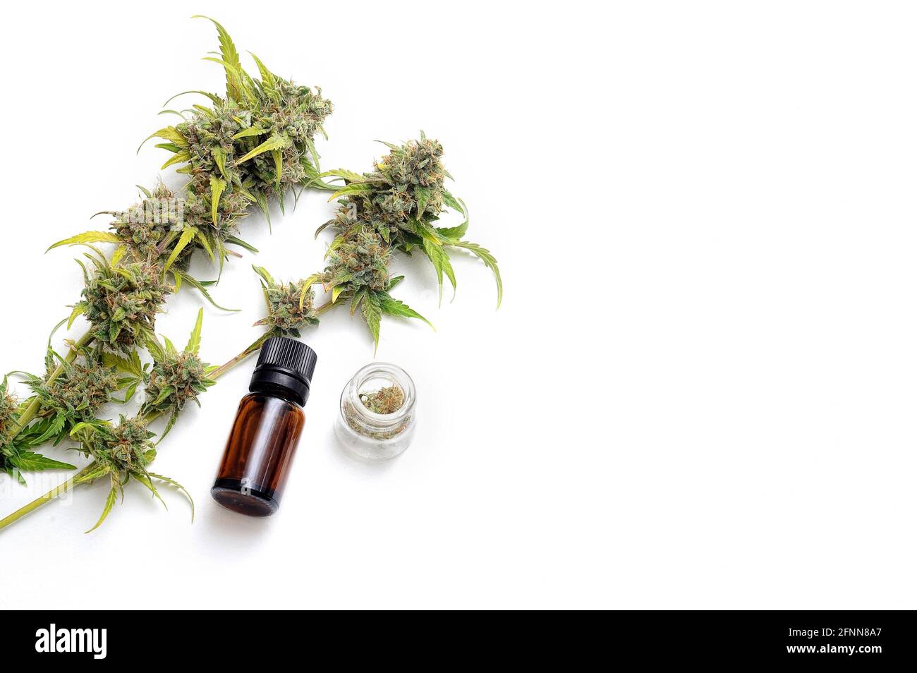 Pianta di marijuana su sfondo bianco. Pianta di cannabis con boccioli di fiori e olio medico. Essiccazione e cura di Cannabis. Foto Stock