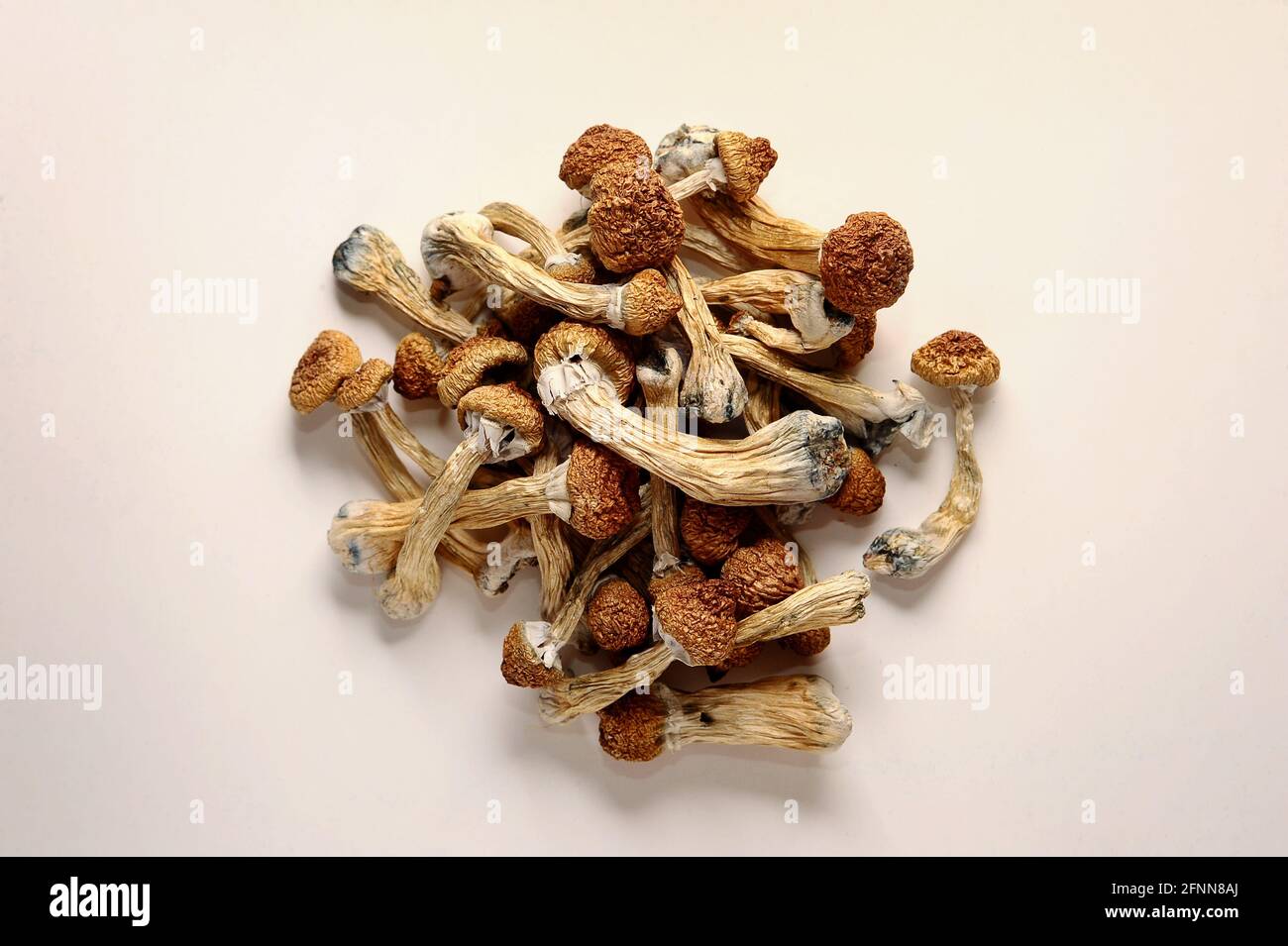 Concetto di microdosaggio. Funghi psilocibinici asciutti su fondo bianco. Psichedelico, mind-blowing, fungo magico. Uso medico. Foto Stock