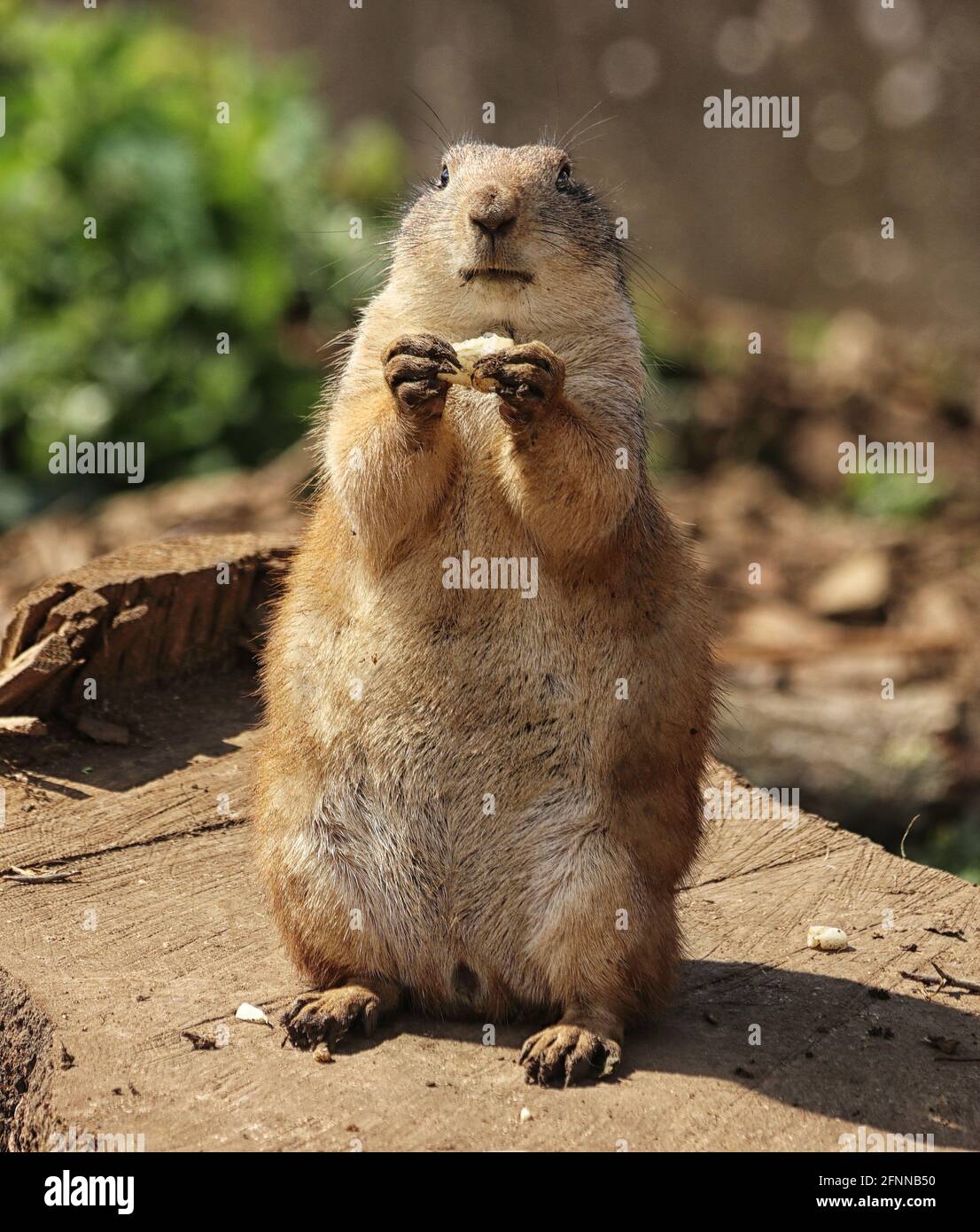 Prairie Dog nordamericano in piedi che tiene il cibo in piedi tra i suoi zampe Foto Stock