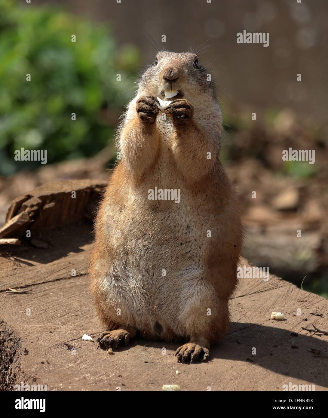 Prairie Dog nordamericano in piedi che tiene il cibo in piedi tra i suoi zampe Foto Stock Prairie Dog nordamericano in piedi che tiene il cibo in piedi tra i suoi zampe Foto Stock