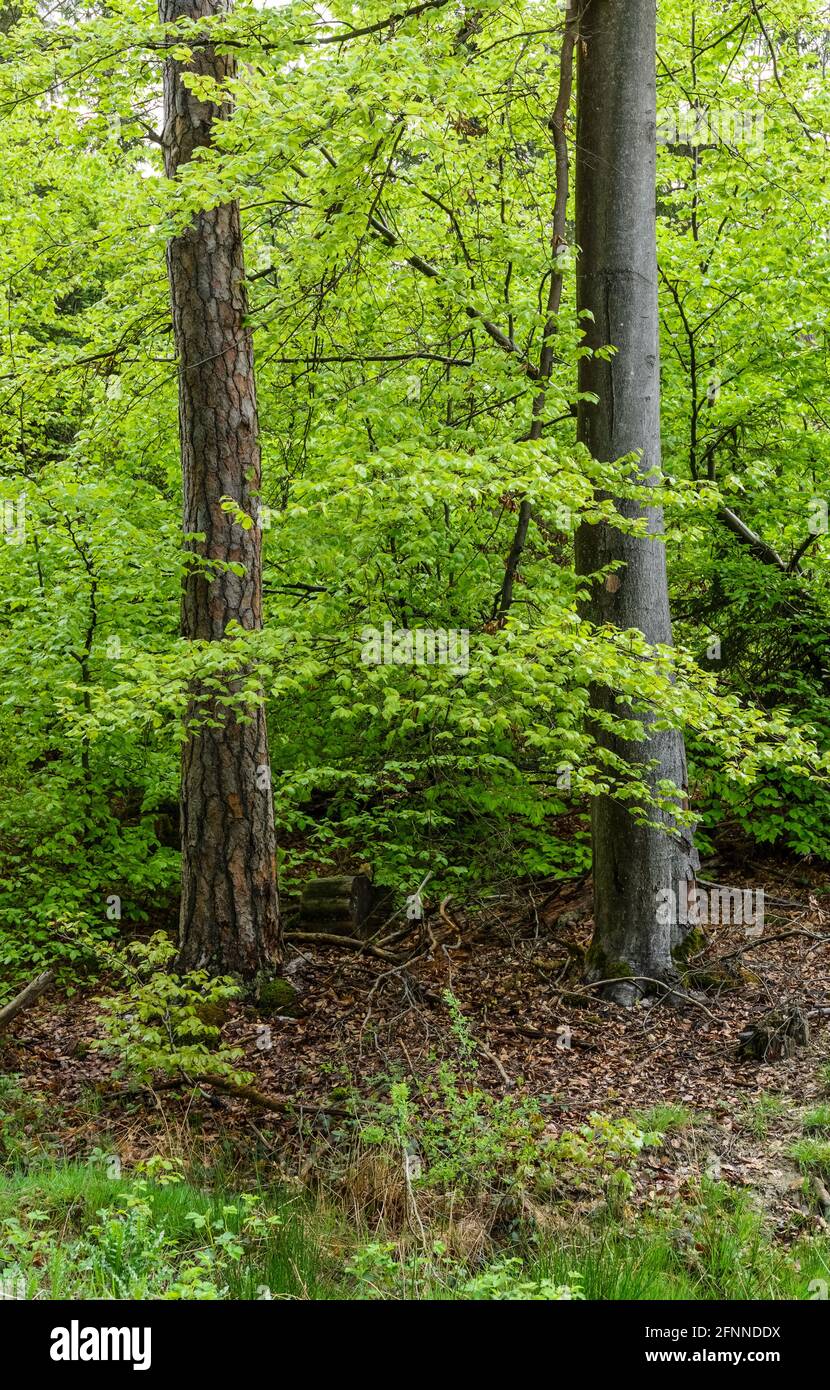 Scenario forestale con tronchi d'albero e nuovo verde fogliame fresco durante la primavera in Germania, Europa Foto Stock