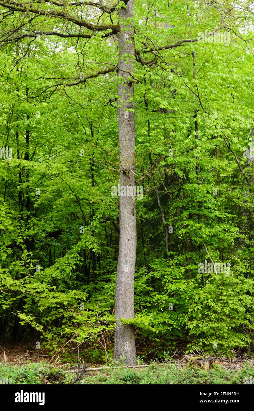 Scenario forestale con tronchi d'albero e nuovo verde fogliame fresco durante la primavera in Germania, Europa Foto Stock