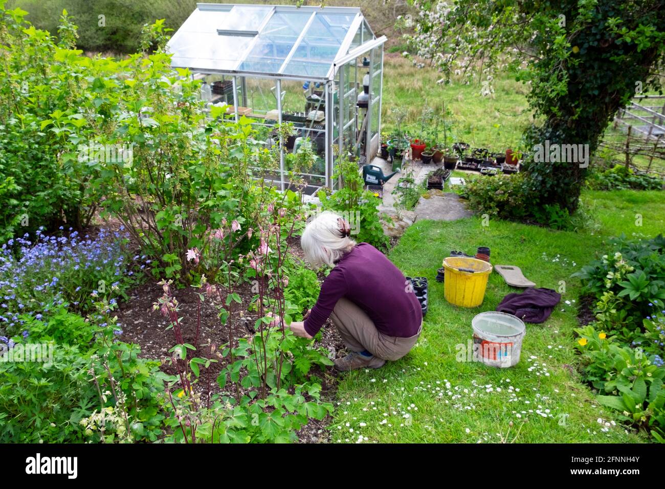 Donna anziana giardinaggio trapiantando piante aquilegia sotto il giardino cespugli di ribes nero Con serra in Galles rurale Regno Unito Gran Bretagna KATHY DEWITT Foto Stock