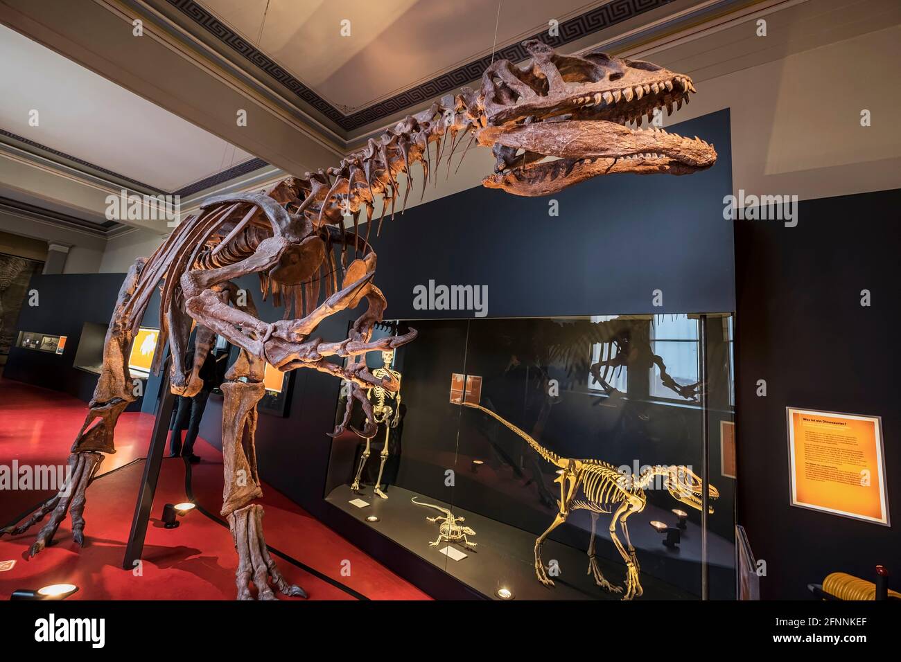 Museo di Storia Naturale, Basilea, Svizzera Foto Stock