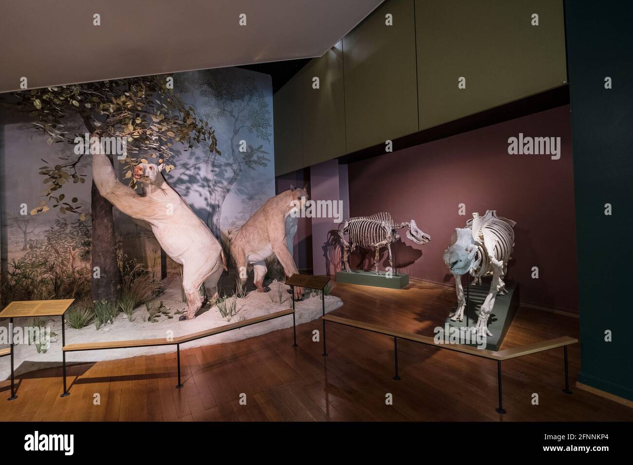 Museo di Storia Naturale, Basilea, Svizzera Foto Stock