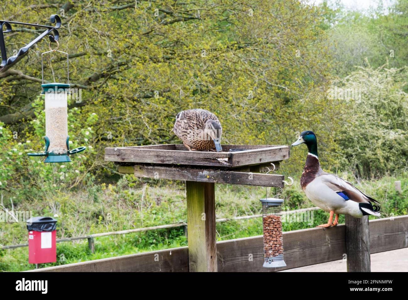 Un paio di anatre di mallard, Anas platyrhynchos, su un tavolo da uccelli da giardino. Foto Stock