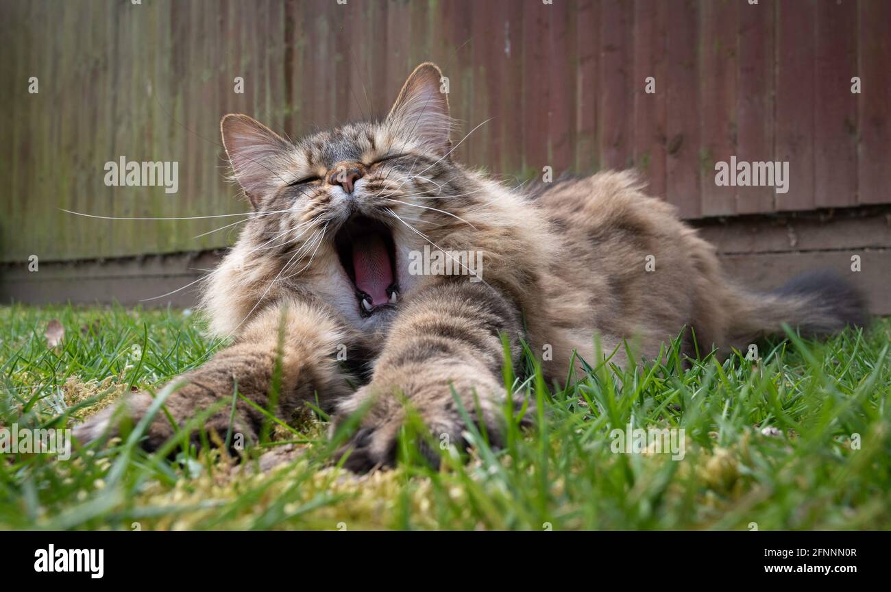 Un tabby Cat stanco dai capelli lunghi che si allunga e si innamora all'aperto su UN prato d'erba. Foto Stock