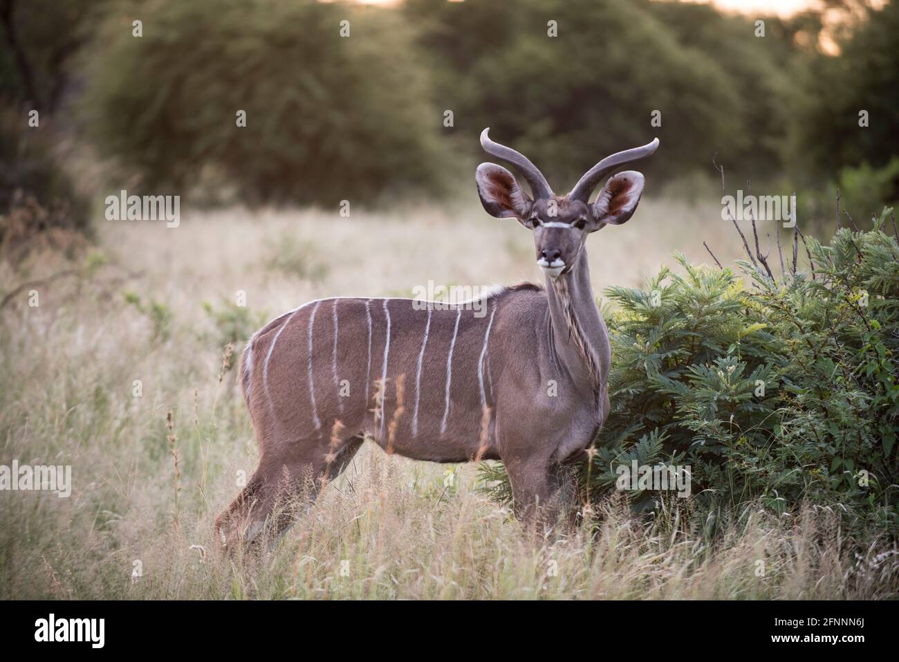 Giovane maschio Greater Kudu (Tragelaphus strepsiceros) con testa rivolta verso la fotocamera in Dinnokeng Big 5 Game Reserve, Gauteng, Sudafrica. Foto Stock