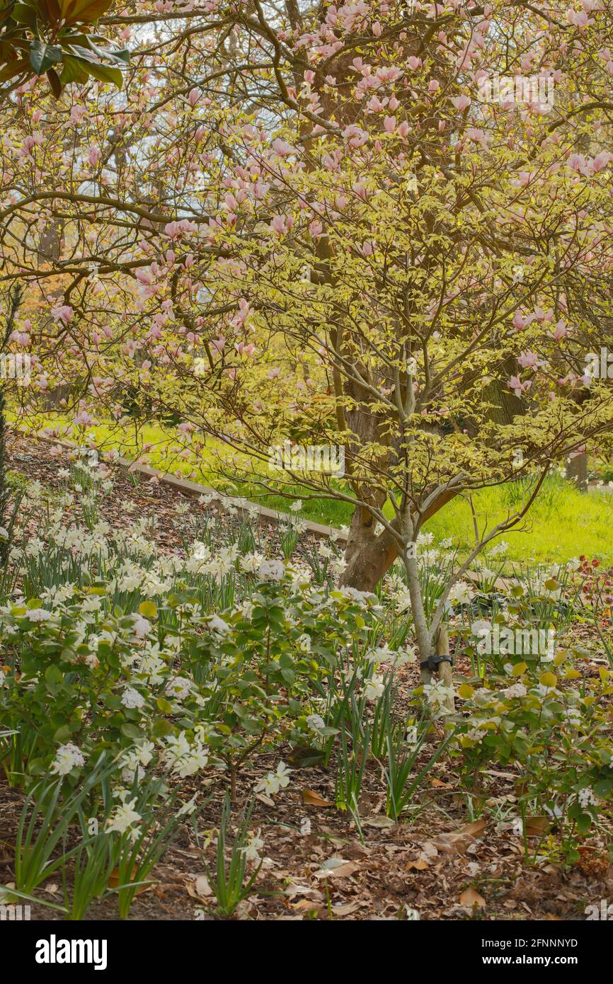 Magnolia – Pinkie in fiore pieno, primaverile Foto Stock