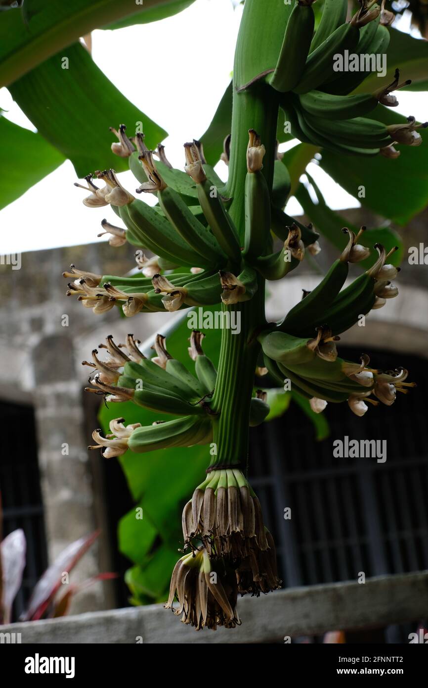 La Chiesa di San Agustin a Manila è la più antica fondazione della chiesa nelle Filippine. Foto Stock