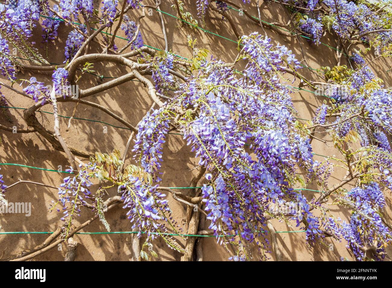 Vite di glicine con fiori blu e viola che fioriscono contro un parete di pietra gialla Foto Stock