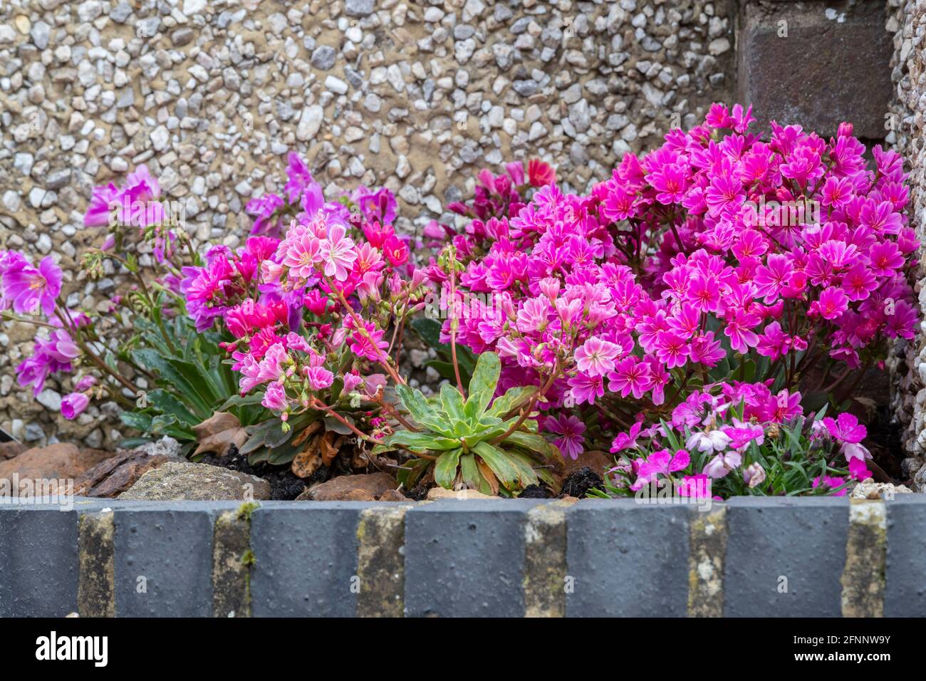 Un letto di fiori di Lewisia cotyledon in piena fioritura, Northampton, Inghilterra, UK. Foto Stock