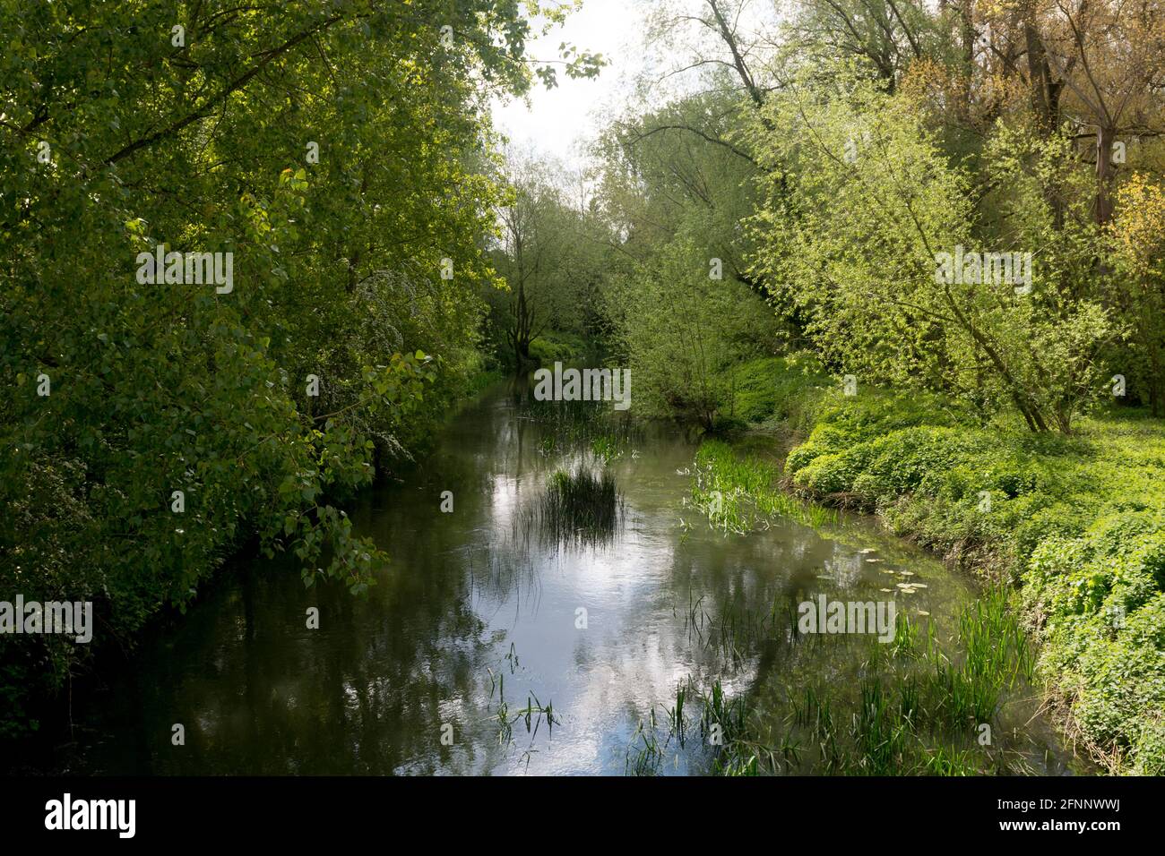 The River Avon in primavera, Newbold on Avon, Warwickshire, Inghilterra, Regno Unito Foto Stock