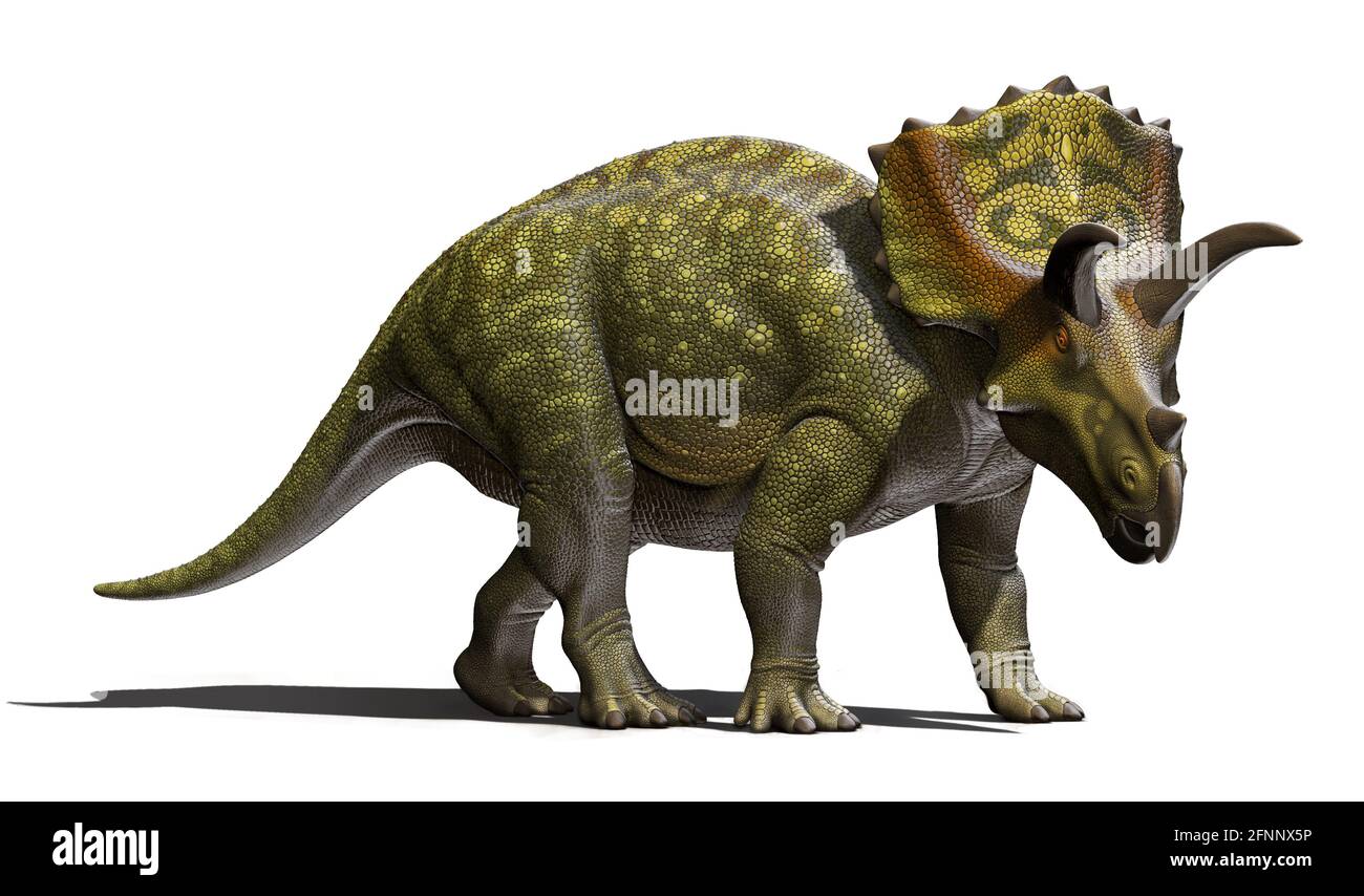 Ojoceratops un genere di dinosauro ceratopsiano del nuovo Messico isolato su sfondo bianco Foto Stock