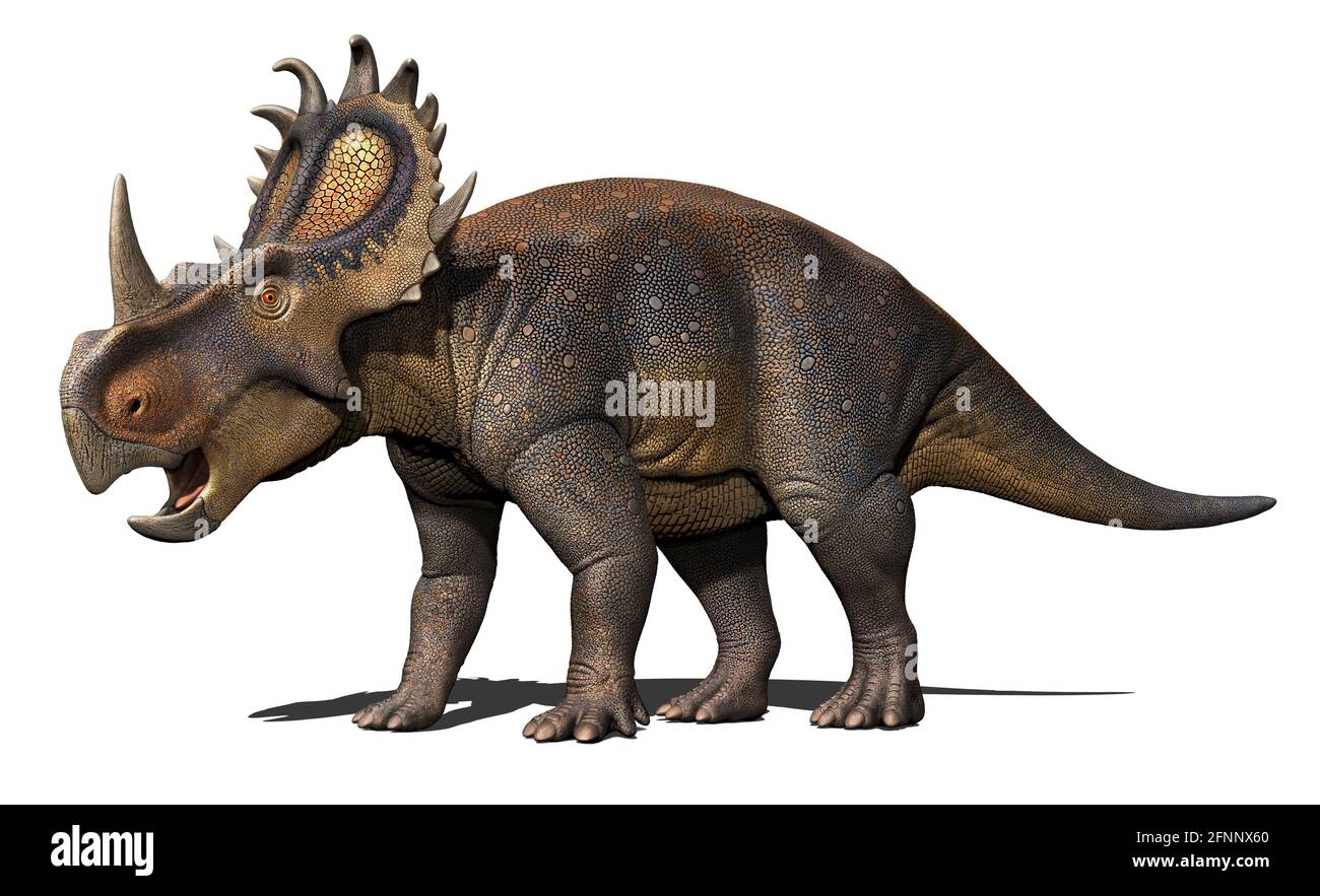 Sinoceratops isolato su sfondo bianco. SinoceratopsGomeno di dinosauro ceratopsiano del periodo Cretaceo Foto Stock