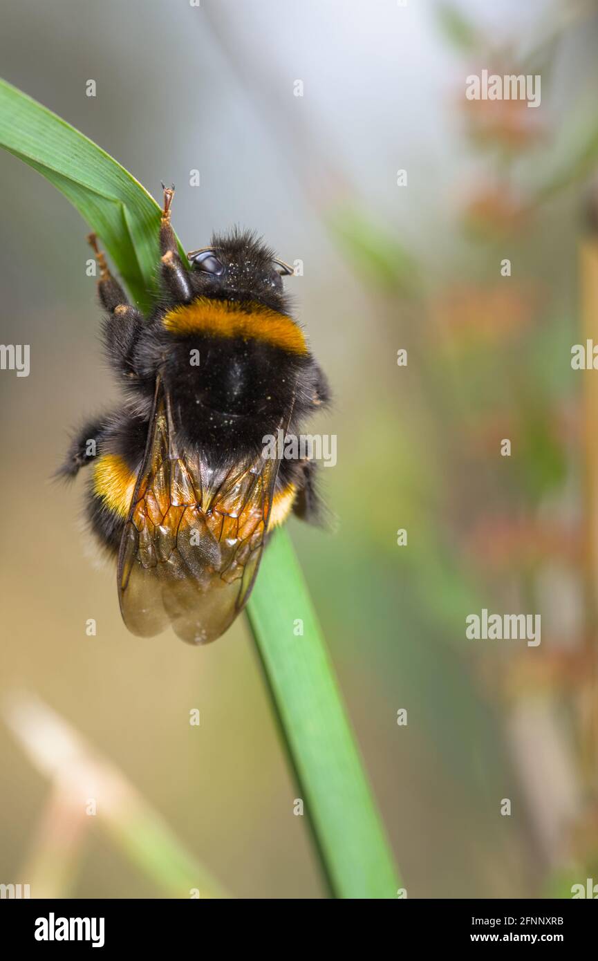 Regina Bumblebee dalla coda bianca, Bombus lucorum, che riposa su una lama di erba UK Foto Stock