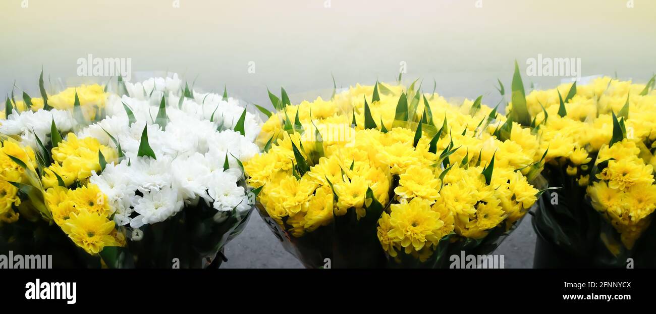 Fiori di garofano freschi in fiore in un negozio di fioristi locali su un marciapiede, bellissimi garofani bianchi e gialli in mostra su sedie a colori. Foto Stock