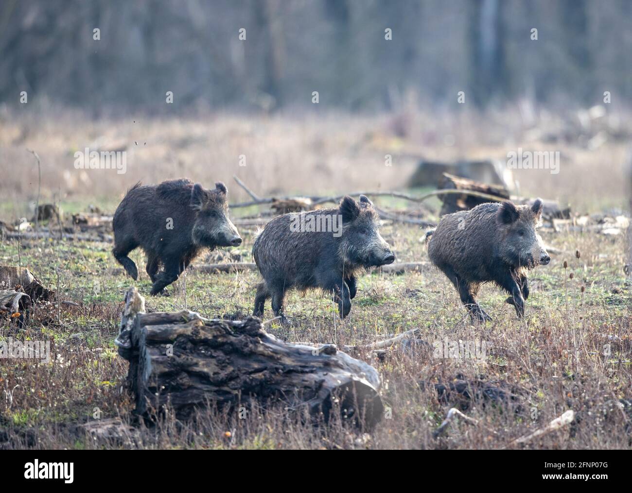 Gruppo di giovani cinghiali (sus scrofa ferus) che corrono sul prato in foresta nel periodo invernale. Fauna selvatica in habitat naturale Foto Stock