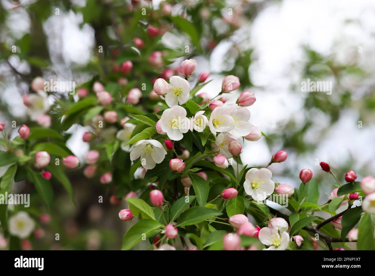 Un ramo di un albero di mela in fiore Foto Stock