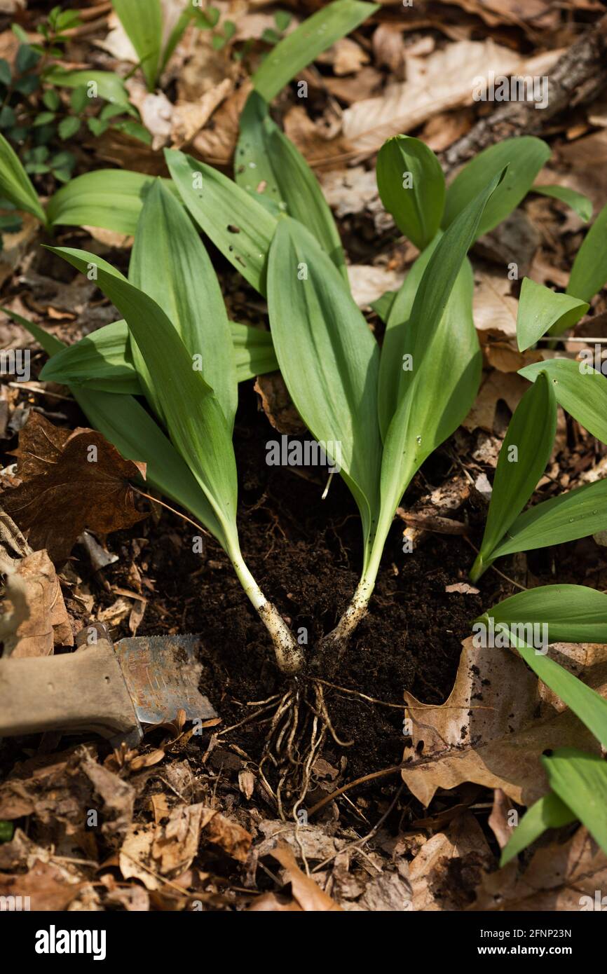 Rampe selvagge appena selezionate con un coltello in un frondoso foresta Foto Stock