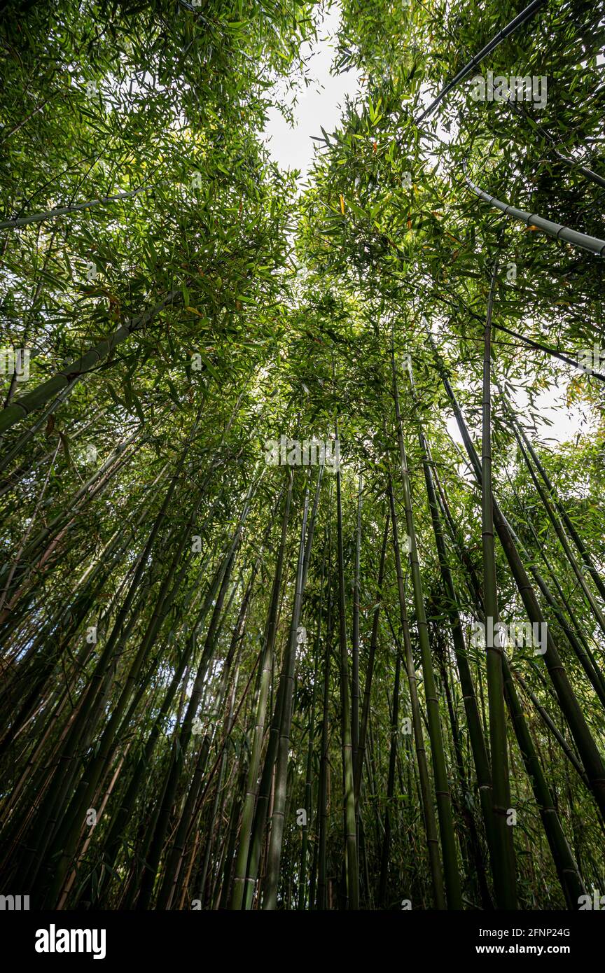 canne di bambù viste da sotto Foto Stock