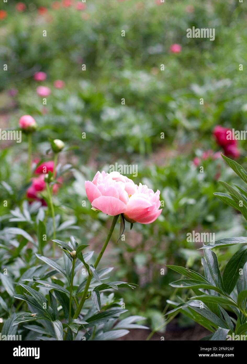 Le peonie rosa fioriscono in giardino fiorito Foto Stock